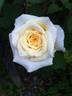 Island in the Waves rose photo