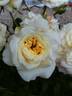 Island in the Waves rose photo