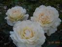 Hermann-Hesse-Rose rose photo