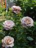 The Scotsman™ rose photo