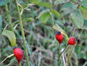 Raduga rose photo