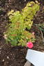 Coretta Scott King rose photo