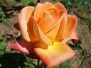 Open d'Australie rose photo