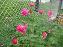 Thomas Affleck rose photo