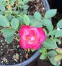BEKDSC rose photo