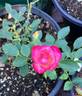 BEKDSC rose photo