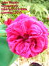 John Ruskin rose photo