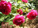John Ruskin rose photo