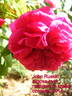 John Ruskin rose photo