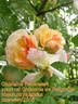 Ghislaine Feuerwerk rose photo
