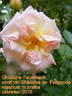 Ghislaine Feuerwerk rose photo