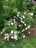 Glenrose Villa rose photo