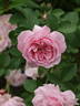 Glenrose Villa rose photo