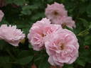 Glenrose Villa rose photo