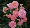 Inspiration rose photo