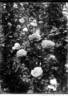 Heinrich Münch rose photo