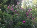 Moore's Striped Rugosa rose photo