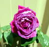 Miss Marion Manifold rose photo