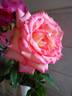 Die Welt ® rose photo