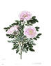 Pimprenelle carnée double rose photo