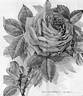 Souvenir du rosiériste Rambeaux rose photo
