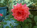 Picnic rose photo