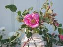 R. spithamea rose photo