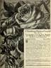 Helen Gould, Cl. rose photo