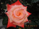F-98-117 rose photo