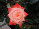 F-98-117 rose photo