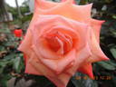 F-98-117 rose photo