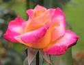 Heart of Gold rose photo