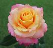 Heart of Gold rose photo
