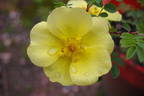 Golden Chersonese rose photo