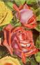 Hector Mackenzie rose photo
