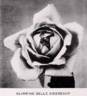 Climbing Belle Siebrecht rose photo