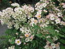 VISvioli rose photo