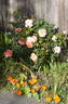 Peach Profusion rose photo