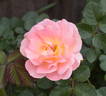 Peach Profusion rose photo