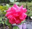 The Billington Rose rose photo