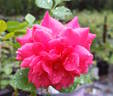 The Billington Rose rose photo