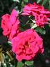 Flashing Red rose photo