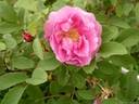 Ruglauca rose photo