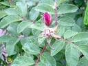 Ruglauca rose photo