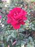 Tatjana ® rose photo