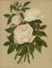 Merveille de Lyon rose photo