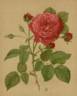 Madame Scipion Cochet rose photo