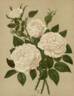 Madame Lacharme rose photo