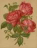 François Michelon rose photo