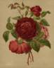 Deuil du Prince Albert rose photo